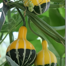 Pear Shaped Squash Seeds