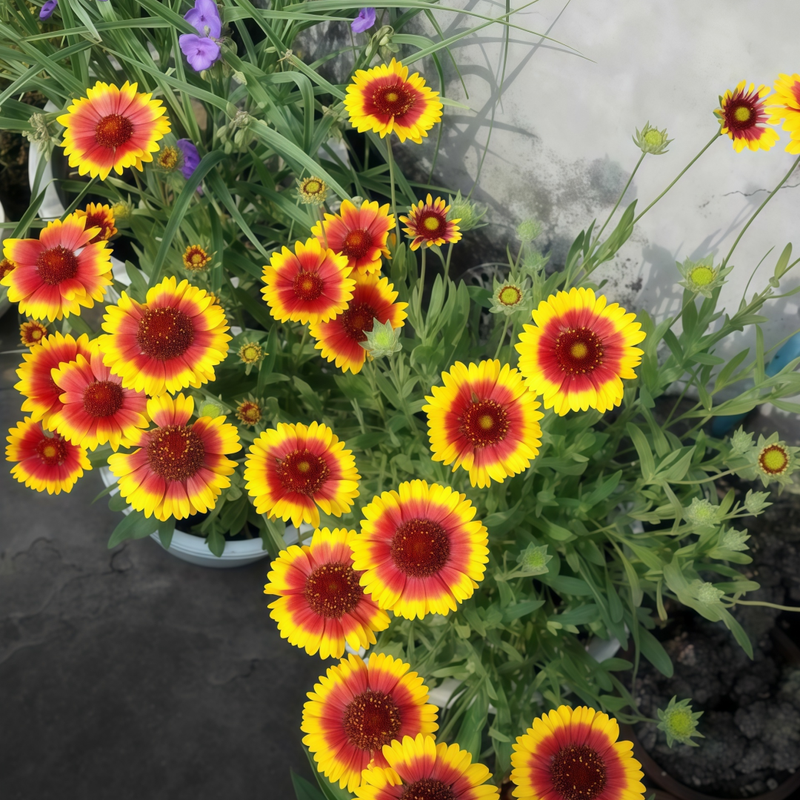Blanket Flower Seeds - Yellow Larger Packet High Germination 500-2500 Onsaleseeds