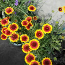Yellow Blanket Flower Seeds