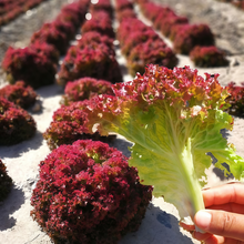 Lettuce Seeds - Red