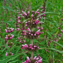 Chinese Motherwort Seeds