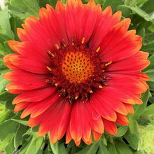 Blanket Flower Seeds Arizona Red Gradient