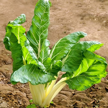 Swiss Chard Seeds - Green Leaf White Stem