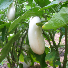 White Solanum Seeds