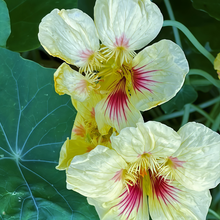 Yellow Nasturtium Seeds