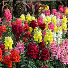Snapdragon Seeds - Mix