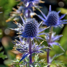 Eryngium Seeds - Blue