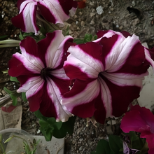 Purple White Petunia Seeds