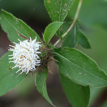 Black Atractylodes Seeds
