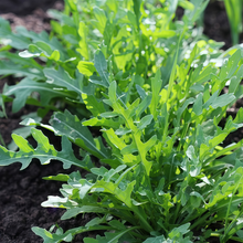 Arugula Seeds