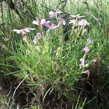 Mix Dianthus Seeds
