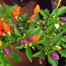 Conoides Ornamental Pepper Seeds - Mix
