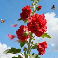 Hollyhock Red Seeds