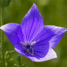Balloon Flower Seeds