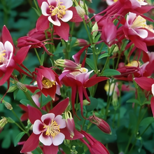 Red Columbine Seeds