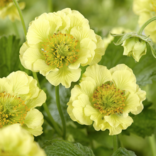 Geum Seeds - Yellow