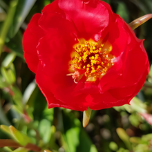 Moss Rose Seeds - Dark Red
