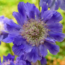 Scabiosa Seeds - Blue