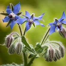 Blue Borage Seeds
