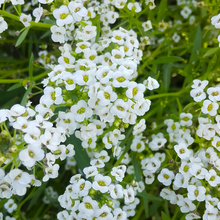 White Red Sweet Alyssum Seeds