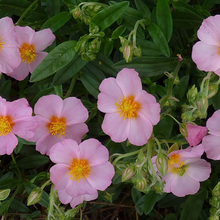 Sun Rose Seeds