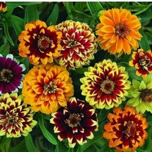 Mix Zinnia Seeds