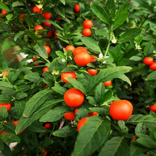 Jerusalem Cherry Seeds - Red
