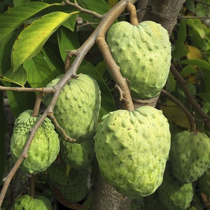 Soursop Fruit Tree Seeds up to 50%