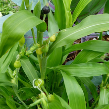 Yellow Jobs Tears Seeds