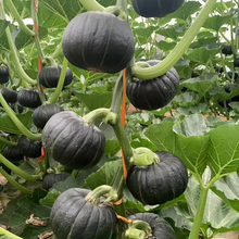 Golden Boy Squash Seeds