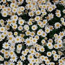 Swan River Daisy Seeds - White