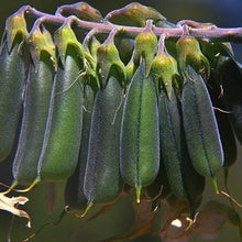 Green Birdflower Seeds