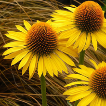 Purple Coneflower Seeds - Yellow