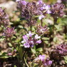 Creeping Thyme Seeds Lavender Beautiful Ground Cover