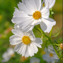 White Cosmos Seeds