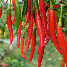 American Red Horn Pepper Seeds
