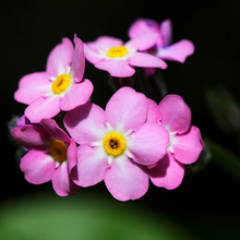 Forget-Me-Not Seeds - Red