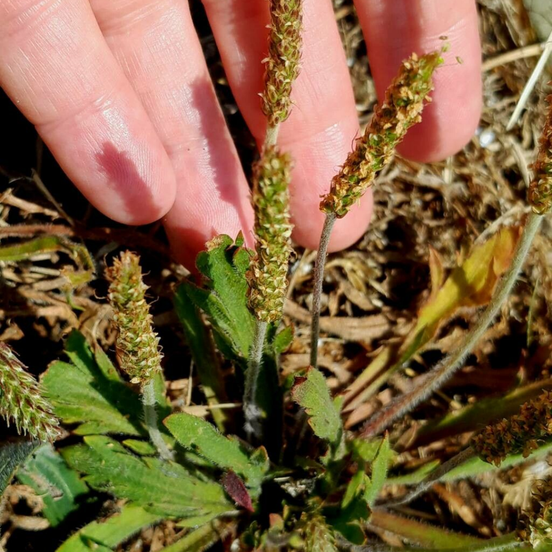 Plantago Asiatica L. Seeds - Larger Packet High Germination 1000-5000 Onsaleseeds