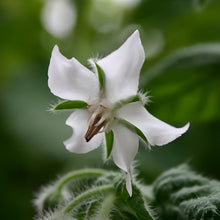White Borage Seeds