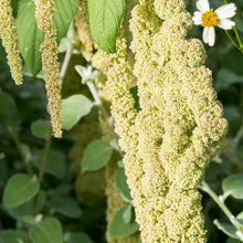 Yellow Love Lies Bleeding Amaranth Seeds