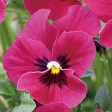 Pansy Seeds - Wine Red With Spots