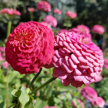 Rose Red Zinnia Seeds