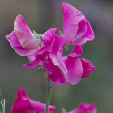 Rose Red Sweet Pea Seeds