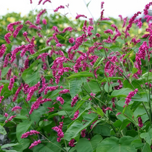 Polygonum Seeds - Pink Red