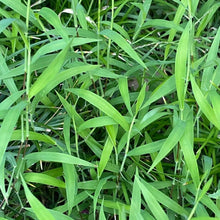 Paspalum Grass Seeds