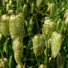 Quaking Grass Seeds - White