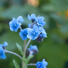 Forget-Me-Not Seeds - Blue