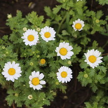 German Chamomile Seeds