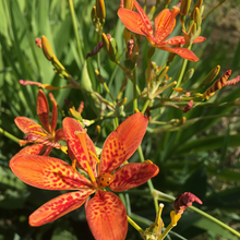 Blackberry Lily Seeds - Tangerine Orange