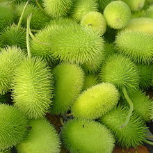 Yellow Cucumber Seeds